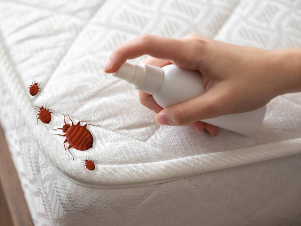 Best Local Pest Control Services  in Braselton, GA